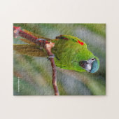 Hahn's Mini Macaw / Macaw met schouderklopjes Legpuzzel (Horizontaal)