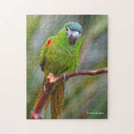 Hahn's Mini Macaw / Macaw met schouderklopjes Legpuzzel