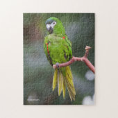Hahn's Mini Macaw / Macaw met schouderklopjes Legpuzzel (Verticaal)