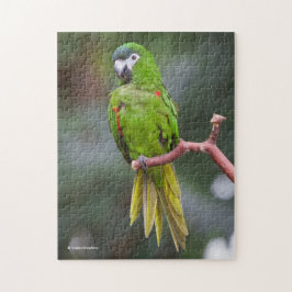 Hahn's Mini Macaw / Macaw met schouderklopjes Legpuzzel