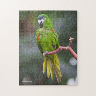 Hahn's Mini Macaw / Macaw met schouderklopjes Legpuzzel
