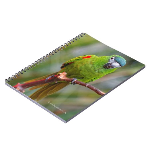 Hahn's Mini Macaw / Macaw met schouderklopjes Notitieboek (Linkerzijde)