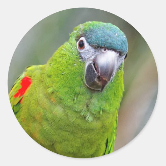Hahn's Mini Macaw / Macaw met schouderklopjes Ronde Sticker (Voorkant)