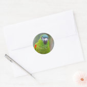 Hahn's Mini Macaw / Macaw met schouderklopjes Ronde Sticker (Envelop)