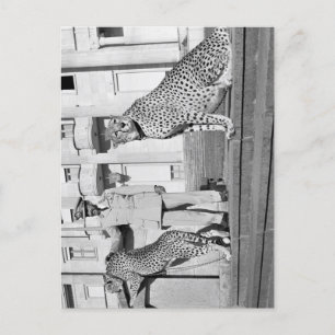 Haile Selassie - HIM - Rastafari - Briefkaart