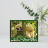 Hainan Gibbon wordt bedreigd: < 25 links Briefkaart (Staand voorkant)