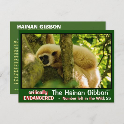 Hainan Gibbon wordt bedreigd: < 25 links Briefkaart (Voorkant / Achterkant)