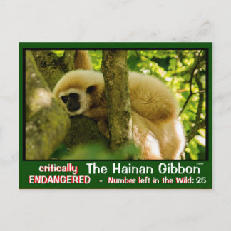 Hainan Gibbon wordt bedreigd: < 25 links Briefkaart