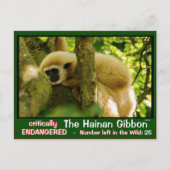 Hainan Gibbon wordt bedreigd: < 25 links Briefkaart (Voorkant)