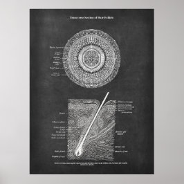 Hair Follicle Anatomy Art Poster