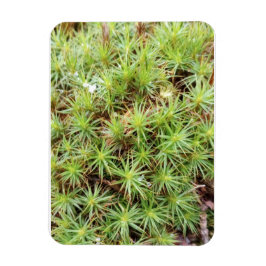 Haircap Moss Magnet Magneet