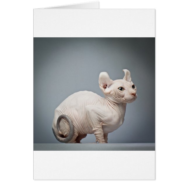 HAIRLESS CAT (Voorkant)