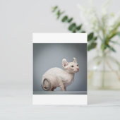 HAIRLESS CAT BRIEFKAART (Staand voorkant)