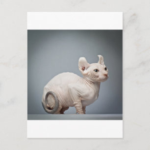 HAIRLESS CAT BRIEFKAART