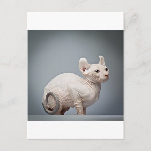 HAIRLESS CAT BRIEFKAART (Voorkant)