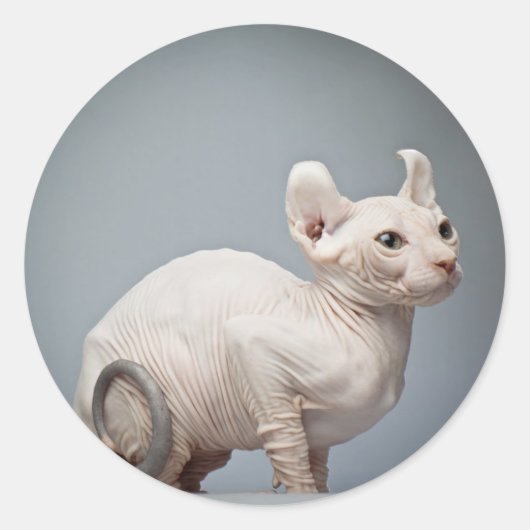HAIRLESS CAT RONDE STICKER (Voorkant)