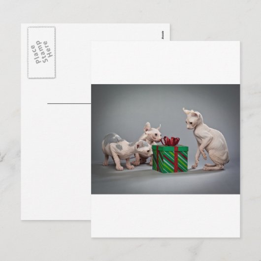 HAIRLESS CAT'S CHRISTMAS FEESTDAGENKAART (Voorkant / Achterkant)