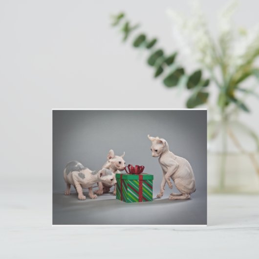 HAIRLESS CAT'S CHRISTMAS FEESTDAGENKAART (Staand voorkant)