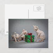 HAIRLESS CAT'S CHRISTMAS FEESTDAGENKAART (Voorkant / Achterkant)