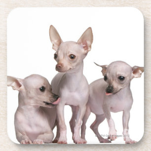 Hairless Chihuahua (5 en 7 maanden oud) Bier Onderzetter