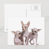 Hairless Chihuahua (5 en 7 maanden oud) Briefkaart (Voorkant / Achterkant)