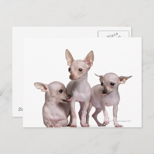 Hairless Chihuahua (5 en 7 maanden oud) Briefkaart (Voorkant / Achterkant)