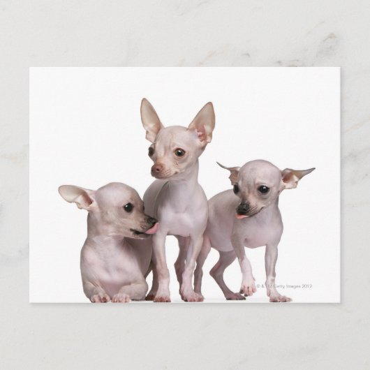 Hairless Chihuahua (5 en 7 maanden oud) Briefkaart (Voorkant)
