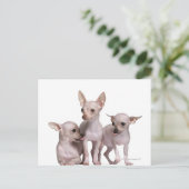 Hairless Chihuahua (5 en 7 maanden oud) Briefkaart (Staand voorkant)
