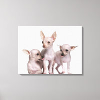 Hairless Chihuahua (5 en 7 maanden oud)