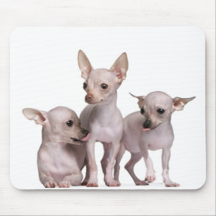 Hairless Chihuahua (5 en 7 maanden oud) Muismat