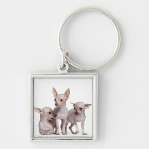 Hairless Chihuahua (5 en 7 maanden oud) Sleutelhanger