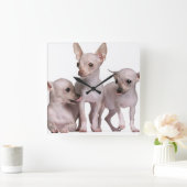 Hairless Chihuahua (5 en 7 maanden oud) Vierkante Klok (Huis)