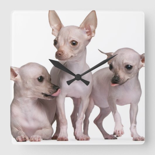 Hairless Chihuahua (5 en 7 maanden oud) Vierkante Klok (Voorkant)