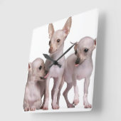Hairless Chihuahua (5 en 7 maanden oud) Vierkante Klok (Hoek)