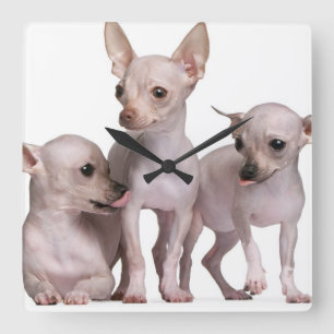 Hairless Chihuahua (5 en 7 maanden oud) Vierkante Klok