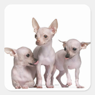 Hairless Chihuahua (5 en 7 maanden oud) Vierkante Sticker