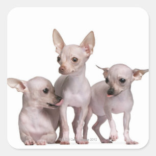 Hairless Chihuahua (5 en 7 maanden oud) Vierkante Sticker