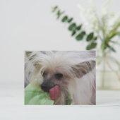 Hairless Chinese Crested Dog Briefkaart (Staand voorkant)