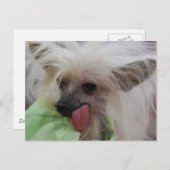 Hairless Chinese Crested Dog Briefkaart (Voorkant / Achterkant)