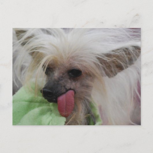 Hairless Chinese Crested Dog Briefkaart (Voorkant)