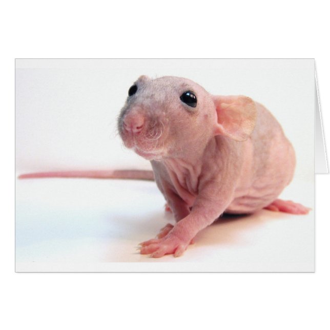 Hairless Rat (Voorkant Horizontaal)