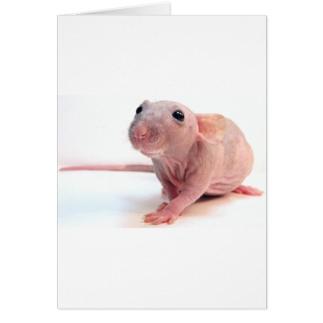 Hairless Rat (Voorkant)