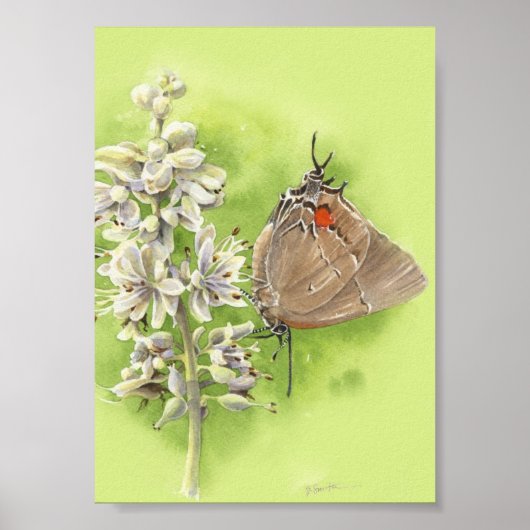 Hairstreak-boterdruk Poster (Voorkant)