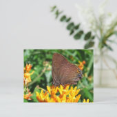 Hairstreak-vlinder ~ briefkaart (Staand voorkant)