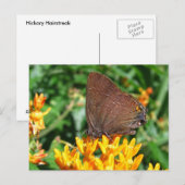 Hairstreak-vlinder ~ briefkaart (Voorkant / Achterkant)
