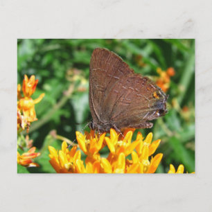 Hairstreak-vlinder ~ briefkaart