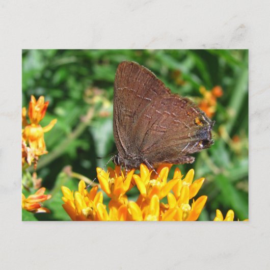 Hairstreak-vlinder ~ briefkaart (Voorkant)