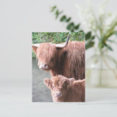 Hairy Coos: Hoesland Rundvee en kalf Briefkaart (Staand voorkant)