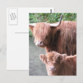Hairy Coos: Hoesland Rundvee en kalf Briefkaart (Voorkant / Achterkant)