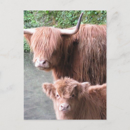 Hairy Coos: Hoesland Rundvee en kalf Briefkaart (Voorkant)
